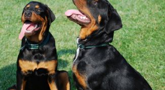 Картинка по теме - как отработать команду 