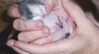 Картинка по теме - как принимать роды у британской кошки