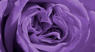 Картинка по теме - как смешать фиолетовую краску