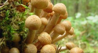 Картинка по теме - как варить замороженные опята