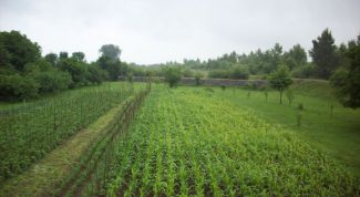 Картинка по теме - как найти кадастровую стоимость земельного участка