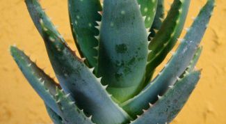 Картинка по теме - как использовать сок алоэ