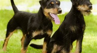 Картинка по теме - как воспитать ягдтерьера