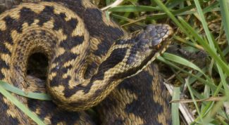 Картинка по теме - как защититься от змей