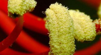 Картинка по теме - как употреблять цветочную пыльцу