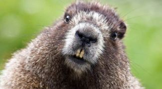 Картинка по теме - как приготовить хвост бобра