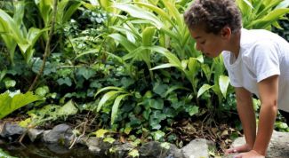 Картинка по теме - как благоустроить сад