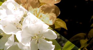 Картинка по теме - как осветлить фотографию в photoshop