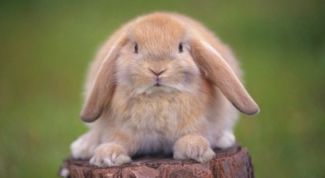 Картинка по теме - почему кролик не ест