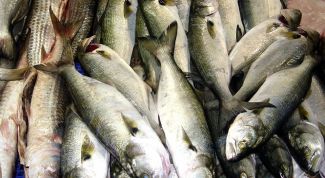 Картинка по теме - как определить свежую рыбу