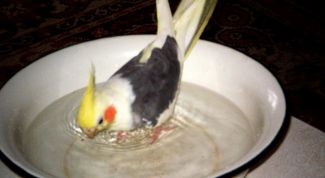 Картинка по теме - как купать попугайчиков