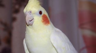 Картинка по теме - как научить кареллу разговаривать