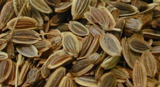 Картинка по теме - как заваривать укропное семя