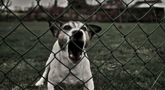 Картинка по теме - как сделать отпугиватель собак