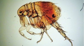 Картинка по теме - как вывести крысиных блох