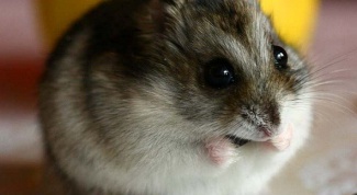 Картинка по теме - как назвать джунгарского хомяка