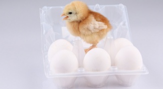 Картинка по теме - как заработать на яйцах