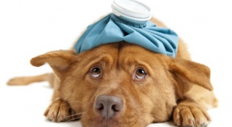 Картинка по теме - как лечить зуд у собаки