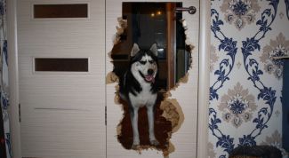 Собака, которую нельзя держать в квартире