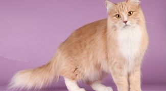 Мягкие лапки - удаление когтей у кошек: безопасно, если квалифицированный врач