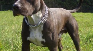 Надежный охранник и преданный друг