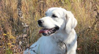Моя лучшая собака, на будущее - только эта порода