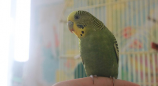 Веселое чудо в перьях, но может испортить весь ремонт