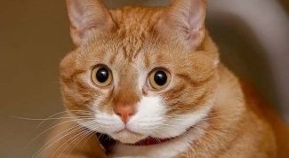 Полезный сайт для продажи и покупки