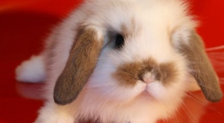 Хороший питомец для тех, кто не любит ходить гулять на улицу