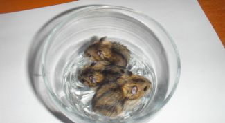 Маленькое счастье под названием "джунгарик" 