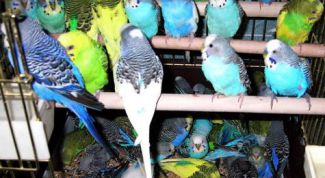 Чудесные птички