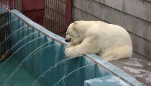 Многих животных не увидели