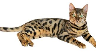 Своенравный леопард