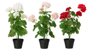 Хорошие растения, но неживые