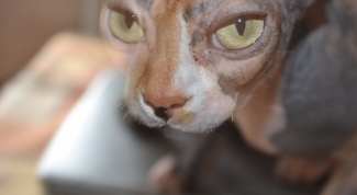 Сфинксы - кошки, которыми восхищаются