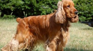 Добродушная собака с характером