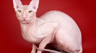 Донской сфинкс - котособакомартышка 