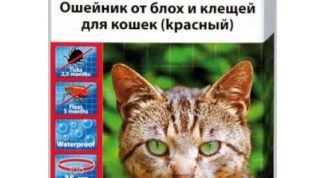 Лучшее средство для вашего питомца