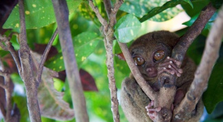 Остров, на котором можно увидеть шоколадные холмы и тарсиеров