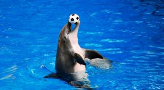 Замечательный дельфинарий в Анталии