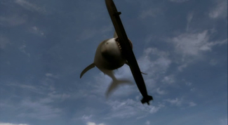 Игрушечные монстры