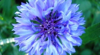 Приятный запах василька