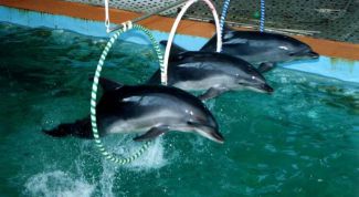 Огромное количество эмоций