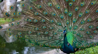 Райский уголок в одном из самых современных мегаполисов планеты