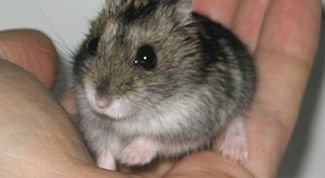  Наш любимчик джунгарик