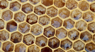 Забрус и перга - народное средство от зубной боли 