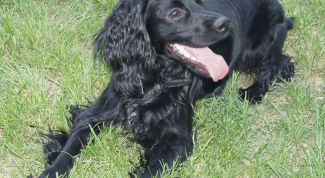 Одна собака заменит десяток!