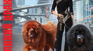 Шанхайские гастроли инквизитора и компании