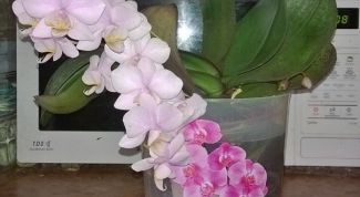 Красивый экзотический цветок-эпифит, несложный в уходе.