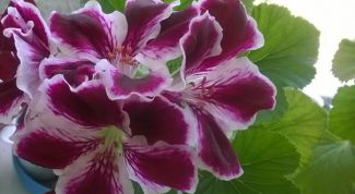 Красота в вашем доме